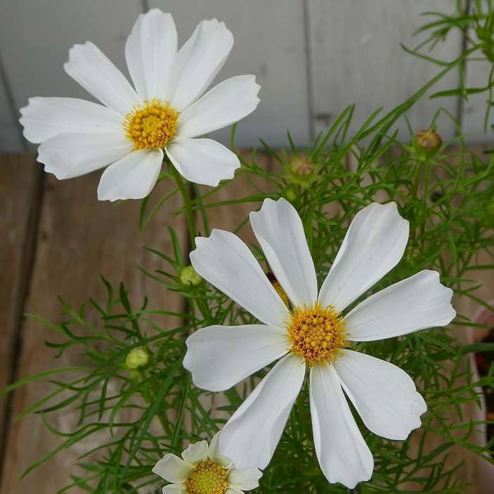 かお様♡秋桜の苗サイズのご確認陽です。 Amazon.co.jp: コスモス 苗 小株 3.5号 ピンク 赤 白 秋桜 花壇